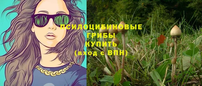 Псилоцибиновые грибы Psilocybe  магазин  наркотиков  Кузнецк 